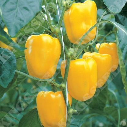 Picture of Capsicum (Sweet) Fiesta F1